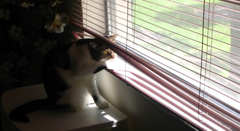 Cat looking through aluminum blinds in Dover.